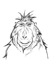 Funny monkey head. Vector sketch on white background.