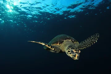 Photo sur Plexiglas Tortue Hawksbill Turtle 