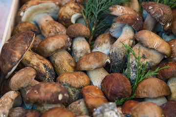 Background of mushrooms on the market in Milan in Italy close-up. 