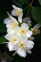 Blooming apple tree. Color photo. White and yellow petals close-up. Green foliage background.