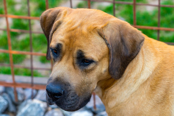 purebred big brown South-African massive dog species Boerboel