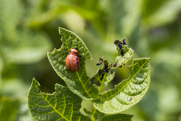 The Colorado Potato Beetle destroying the potato leaves on the field is removed by close-up.