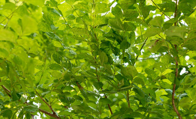 Fototapeta na wymiar green nature leaf plant background