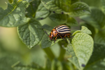 The Colorado Potato Beetle destroying the potato leaves on the field is removed by close-up.
