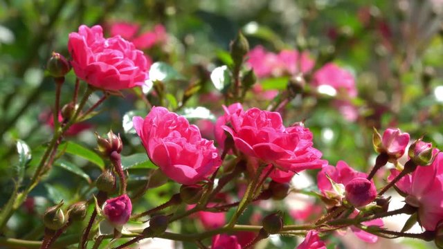 Red rose bush with shiny green leaves 4K