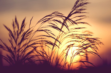 Summer scene with a plant close-up against a setting sun