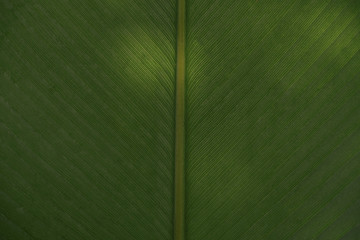 green nature plant banana  background
