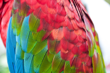 Colored feathers background