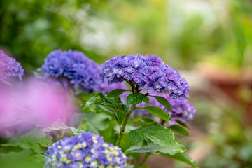 青紫色のアジサイの花