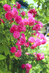 Delicate flowers of weaving rose bloom in garden near house