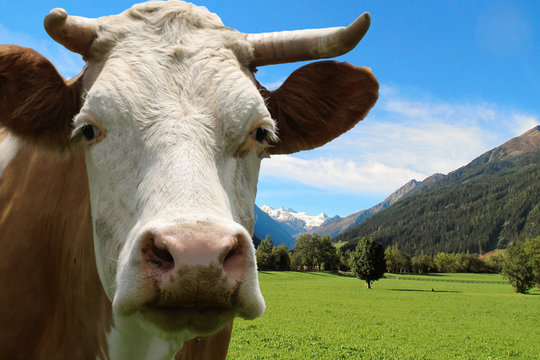 Kuh auf der Weide, Nahaufnahme