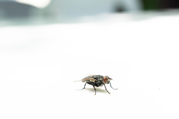 蠅