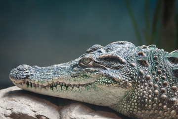 crocodile head closeup