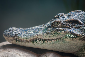 crocodile head closeup