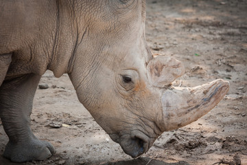 Fototapeta premium Rhino head close-up