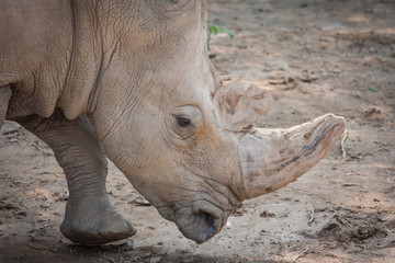 Fototapeta premium Rhino head close-up