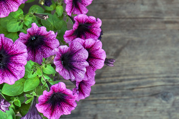 Petunia flowers on the wooden background