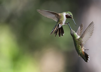 Family Feud - Broad-tailed Hummingbird (Selasphorus platycercus)