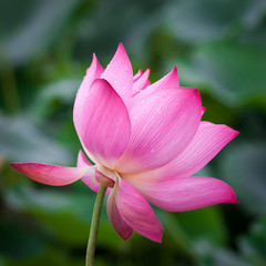 lotus flower