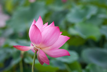 Fototapeta premium lotus flower