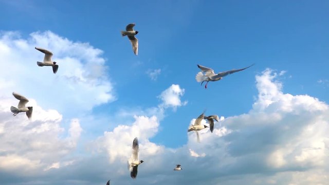 A flock of seagulls flies against the beautiful cloudy sky, slow motion, Catch in flight food