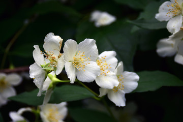 Blooming apple tree. Color photo. White and yellow petals close-up. Green foliage background.
