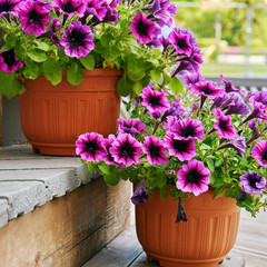 Petunia flowers growing in flower pots on the wooden staircase outdoors