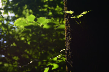 Green plants in a summer garden. Russian nature. Color photo taken at Moscow city public park.