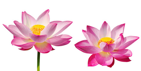 Lotus flower isolated on white background