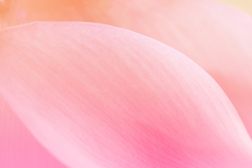 Close up texture of lotus petals made with color filter in blur style for background