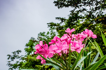 Pink Nerium oleander L. flower in garden.