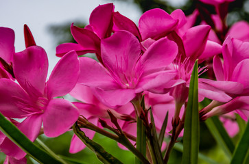 Pink Nerium oleander L. flower in garden.