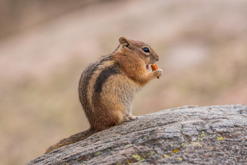 Golden-mantled ground squirrel