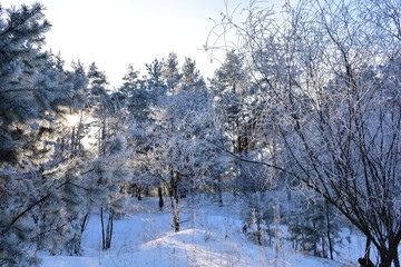 sunny day in the winter forest