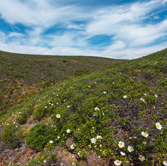 Obraz premium Big white wild azalea flowers not far from Atlantic ocean coast