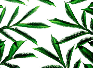 Isolated leaf on white background