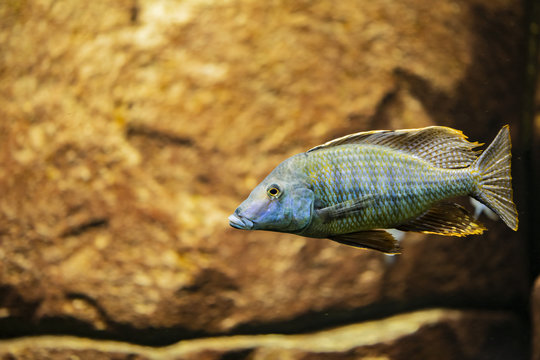 Cichlid fish