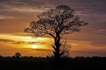 Fototapeta na wymiar Lone tree in Winter Sunrise