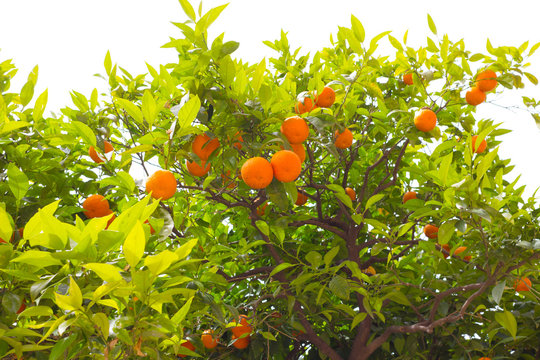 The fruits of the orange tree. Fresh oranges on plant.