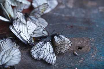 dead white butterflies on a faded wooden background. a symbol of the withering of summer, environmental problems, the dying of nature.