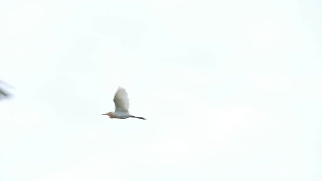 Cattle Egret bird is flying on sky. slow motion
