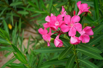 pink Waterkanon, Watrakanu, Minnieroot, Iron root, close up