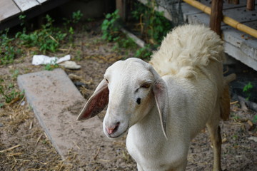 wild natural white goat in farm