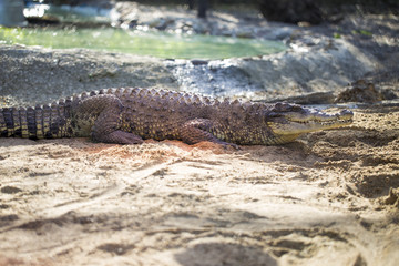 crocodile in the cage toned background image