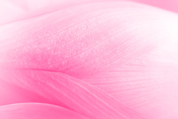 Close up texture of lotus petals made with color filter in blur style for background
