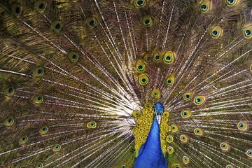 Obraz premium Peacock with a blossoming tail, background image