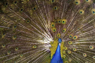 Fotobehang Peacock with a blossoming tail, background image © alesmunt