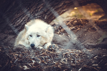 sad white wolf in the zoo looks away, toned background image with space for text