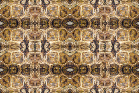 Turtle Shell Texture Symmetrical Background Closeup Image