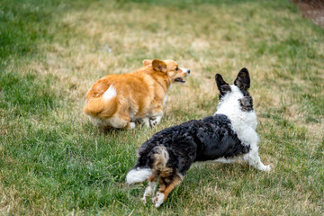 Dogs playing.